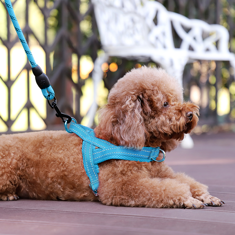Plutus Pet No Pull Dog Harness XS Cyan photo 6