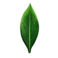 thumbnail image 2 of Boneless Monstera Leaf Hawaiian Party Monstera Green Plant Table Decoration, 2 of 7