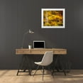 thumbnail image 3 of Jaynes Gallery 32x26 White Modern Wood Framed Museum Art Print Titled - USA-Maine-Acadia National Park Autumn colors in forest, 3 of 4