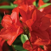 Encore Azalea Autumn Bravo Shrub 1 Gallon