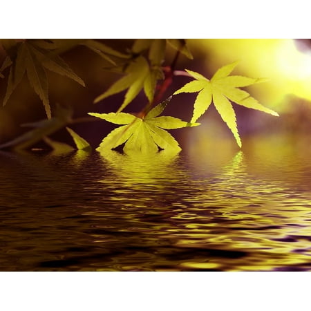 Green Lace Japanese Maple - Canvas Print Japanese Maple Green Lake Maple Fresh Green Water Stretched Canvas 10 x 14