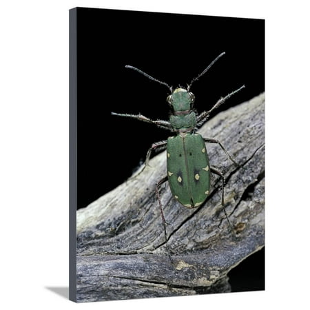Green Tiger Print Cicindela Campestris (Green Tiger Beetle) Stretched Canvas Print Wall Art By Paul Starosta ()