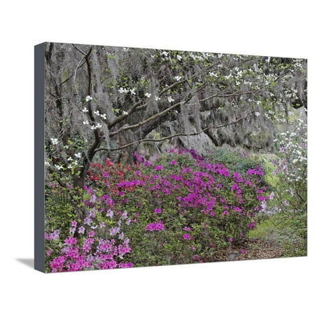 Flowering Dogwood Tree, Cornus Florida, and Azaleas in Full Bloom, Middlteton Place, South Carolina Stretched Canvas Print Wall Art By Adam (Best Places To Go In South Florida)