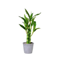 Twfbrm Artificial Bamboo Tree Decor, 18 inch Realistic Plastic Lucky Bamboo Plants in Terracotta Pot, UV Resistant Decorative Greenery Bonsai Faux Potted Plants Indoor for Home Office Desk Shelf