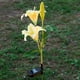thumbnail image 2 of Luces solares de 2 LED con forma de lirio para jardín al aire libre Amarillo, 2 of 8