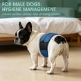 thumbnail image 6 of Kuoser Reusable Dog Diaper, Period Pant for Females in Heat & Incontinence Wrap for Males, Washable, Blue, M (1 Pack), 6 of 7