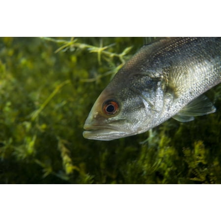 A close-up view of an adolescent Florida Largemouth Bass hanging out in the nearshore shallow fresh waters of Morrison Springs river near Ponce De Leon Florida Poster
