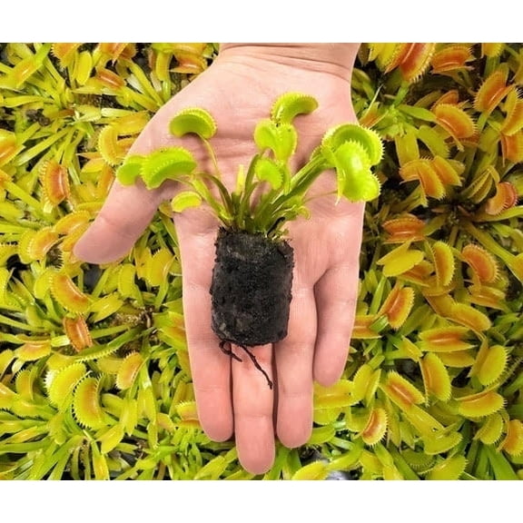 Live Venus Flytrap Plant (Bare Root) – Indoor Carnivorous Bug-Eating Plant with Sphagnum Moss & Peat Pellets – Fun Science Gift or Terrarium Starter