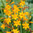 thumbnail image 2 of 20 Crocosmia Bulbs Yellow Color Flowers - Easy to Grow, Amazing Color, 2 of 5