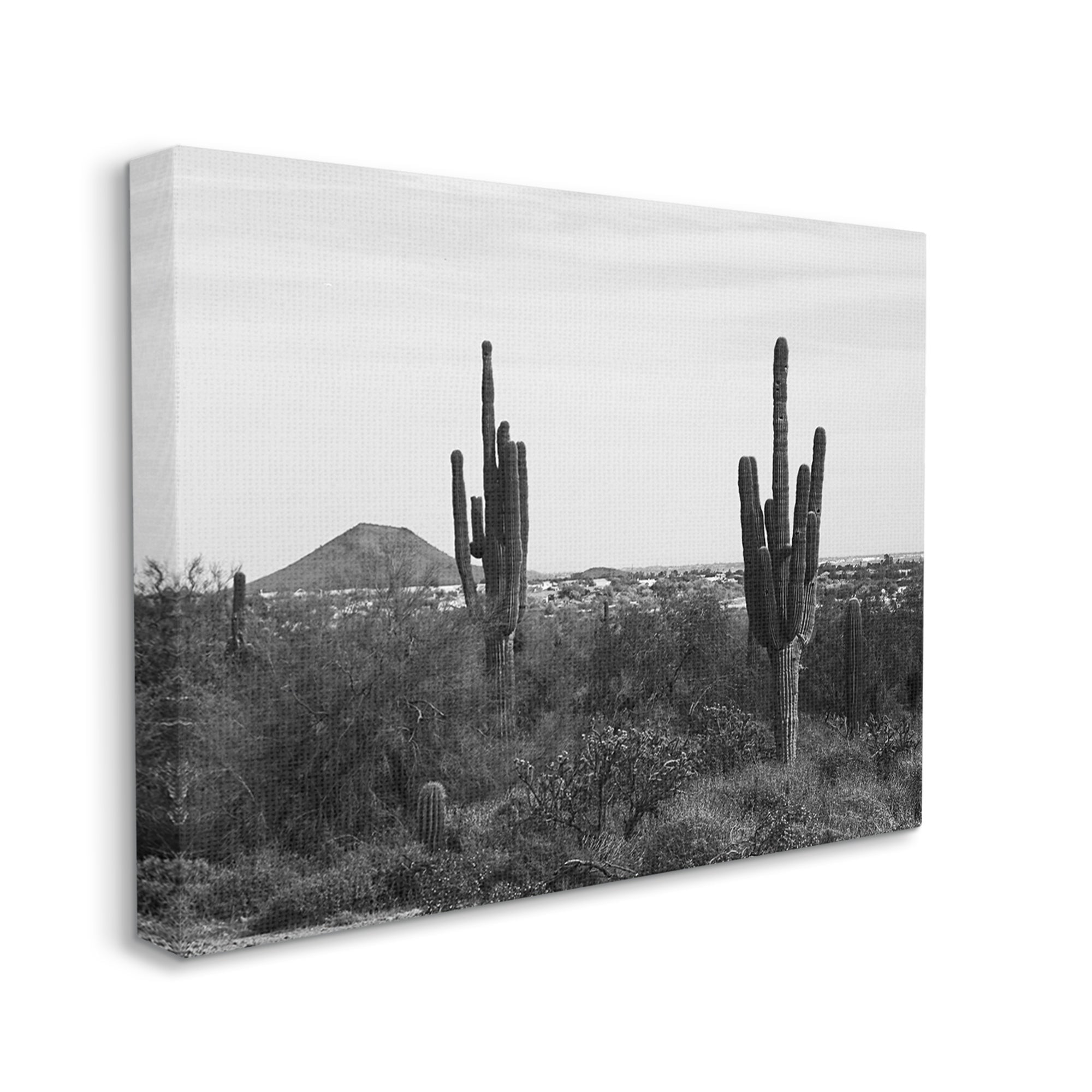 Stupell Industries Desert Cactus Arid Vegetation Monochrome Nature Photography Photograph Gallery Wrapped Canvas Print Wall Art, Design by Graffitee Studios