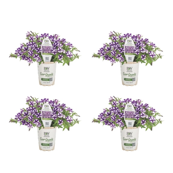 Proven Winners 4" Purple Supertunia Mini Vista Violet Star Petunia Live Plant in 4.25" Pot (4 Count)