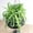 4" Hanging Basket, variant on Bonnie Spider Plant - Live Plant in a 4 Inch Pot - Chlorophytum Comosum 'Bonnie' - Nature's Curly Green Symphony for Your Home