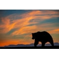 thumbnail image 2 of Jones, Adam 18x13 White Modern Wood Framed Museum Art Print Titled - Adult grizzly bear silhouetted on beach at sunrise-Lake Clark National Park and Preserve, 2 of 4
