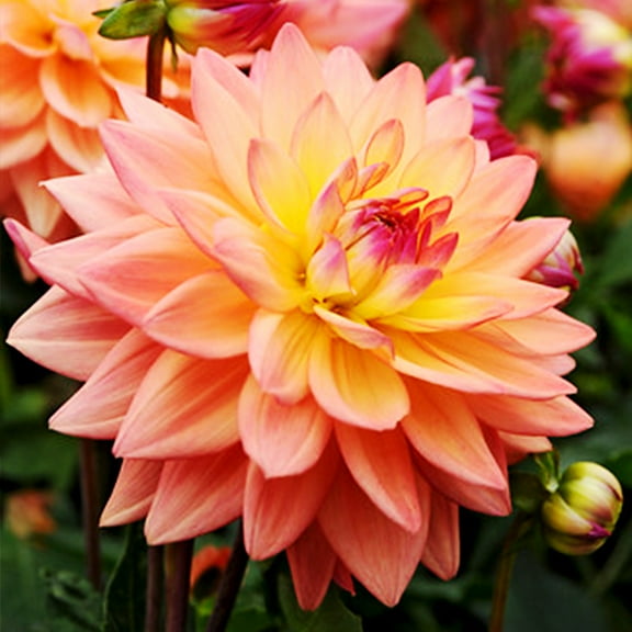 Extase Decorative Dahlia Flower Bulbs - 3 Tubers per Pack - Deer Resistant - Good as Cut Flowers - Grows Well in Containers - Easy to Grow Live Plants - Outdoor Garden