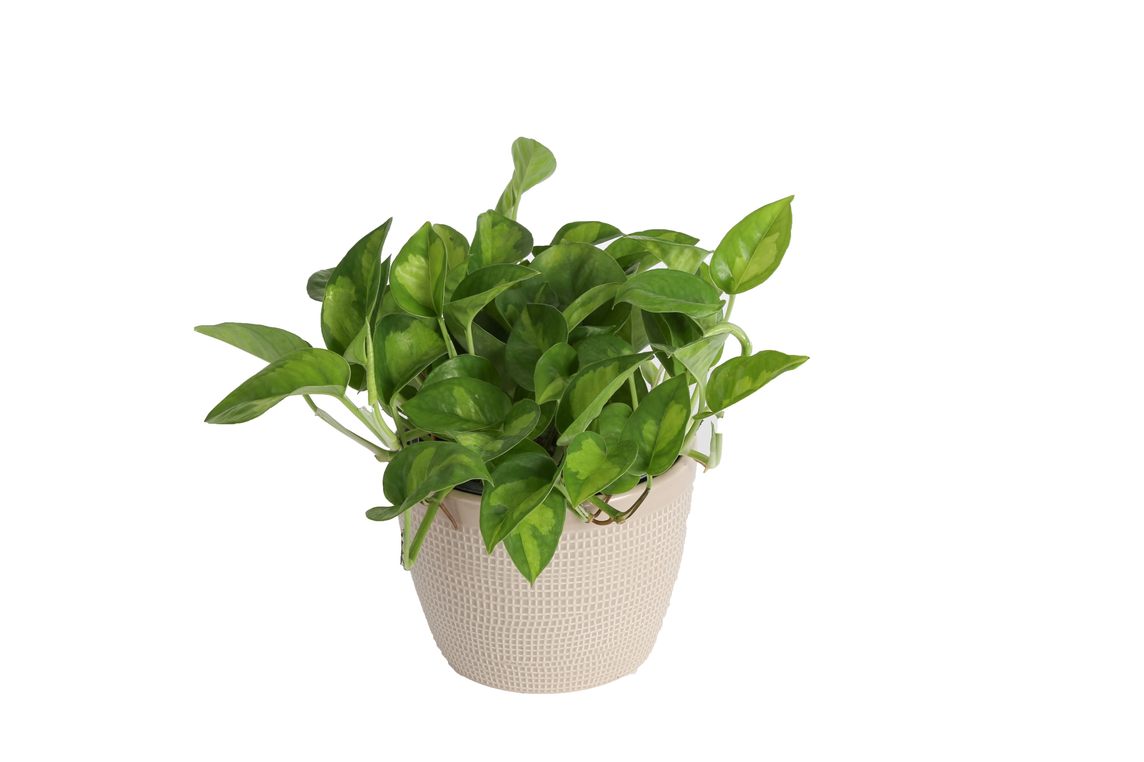 Trending Tropicals Live 12in. Tall Global Green Pothos Plant; 6in. Ceramic Pot