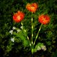 thumbnail image 1 of LED Solar Powered Flower Lanterns Outdoor Garden Waterproof Lanterns Vibes Decorative Lamps, 1 of 6