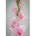 thumbnail image 2 of Mahan, Kathy 13x18 Gold Ornate Wood Framed with Double Matting Museum Art Print Titled - Pink Gladiola II, 2 of 4