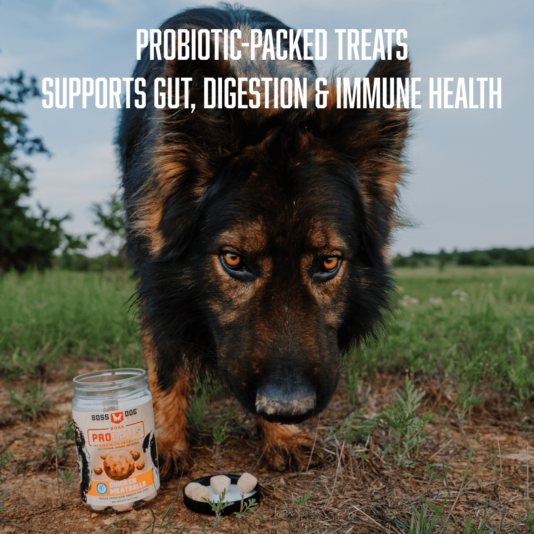 Boss Dog ProBalls, Probiotic Freeze Dried Treats for Dogs & Cats, Beef, 6 oz Jar