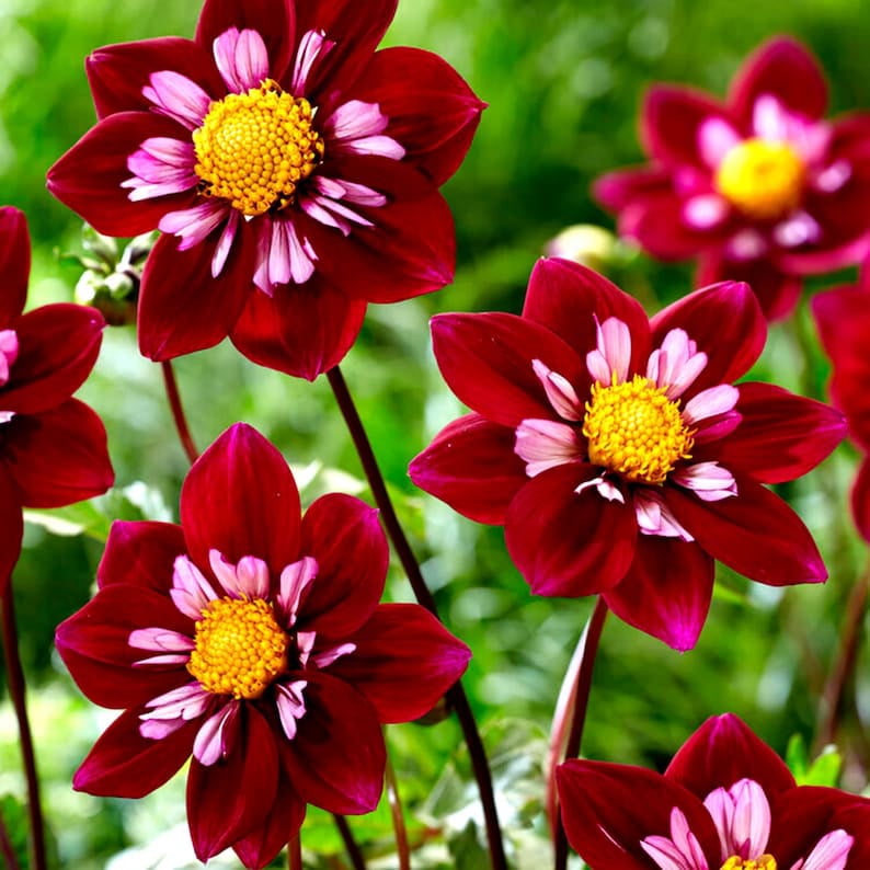40 Seeds Night Butterfly Dahlia Mix - Pollinator Friendly, Heirloom, Non-GMO, Open Pollinated Flower Seeds for Vibrant Garden Blooms