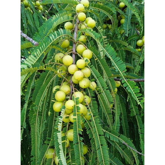 10 INDIAN GOOSEBERRY Phyllanthus Emblica Emblic Edible Fruit Tree Seeds