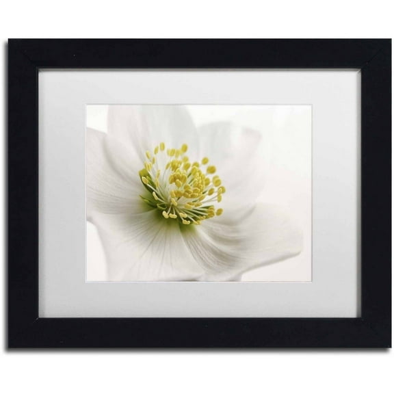 Trademark Fine Art 'White Helleborus' Canvas Art by Cora Niele, White Matte, Black Frame