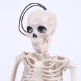 thumbnail image 2 of Halloween Poseable Skeleton Party Prop Decor Human Anatomy Model, 2 of 4