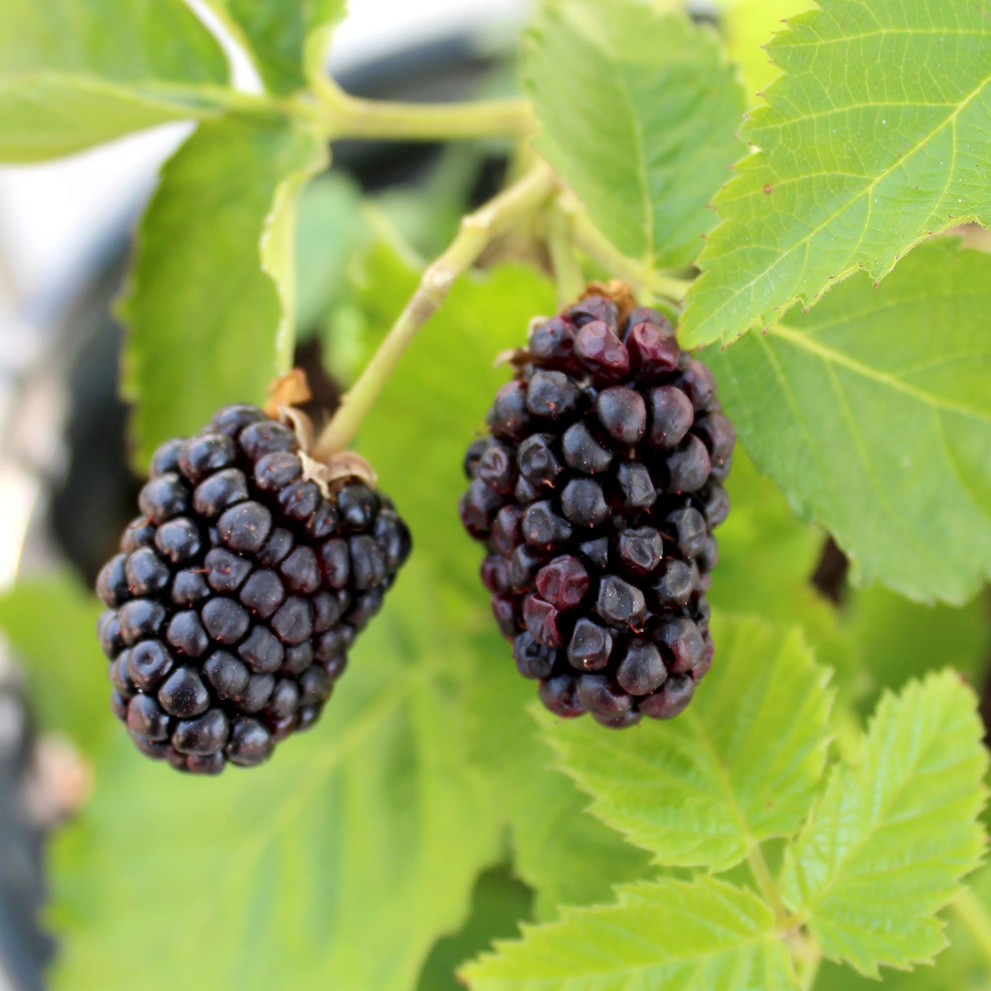 Expert Gardener Thornless Osage Blackberry Bush, 12 in-18 in Tall