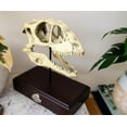 thumbnail image 5 of Jurassic World Velociraptor Skull Paperweight Replica | 8 Inches Tall, 5 of 8