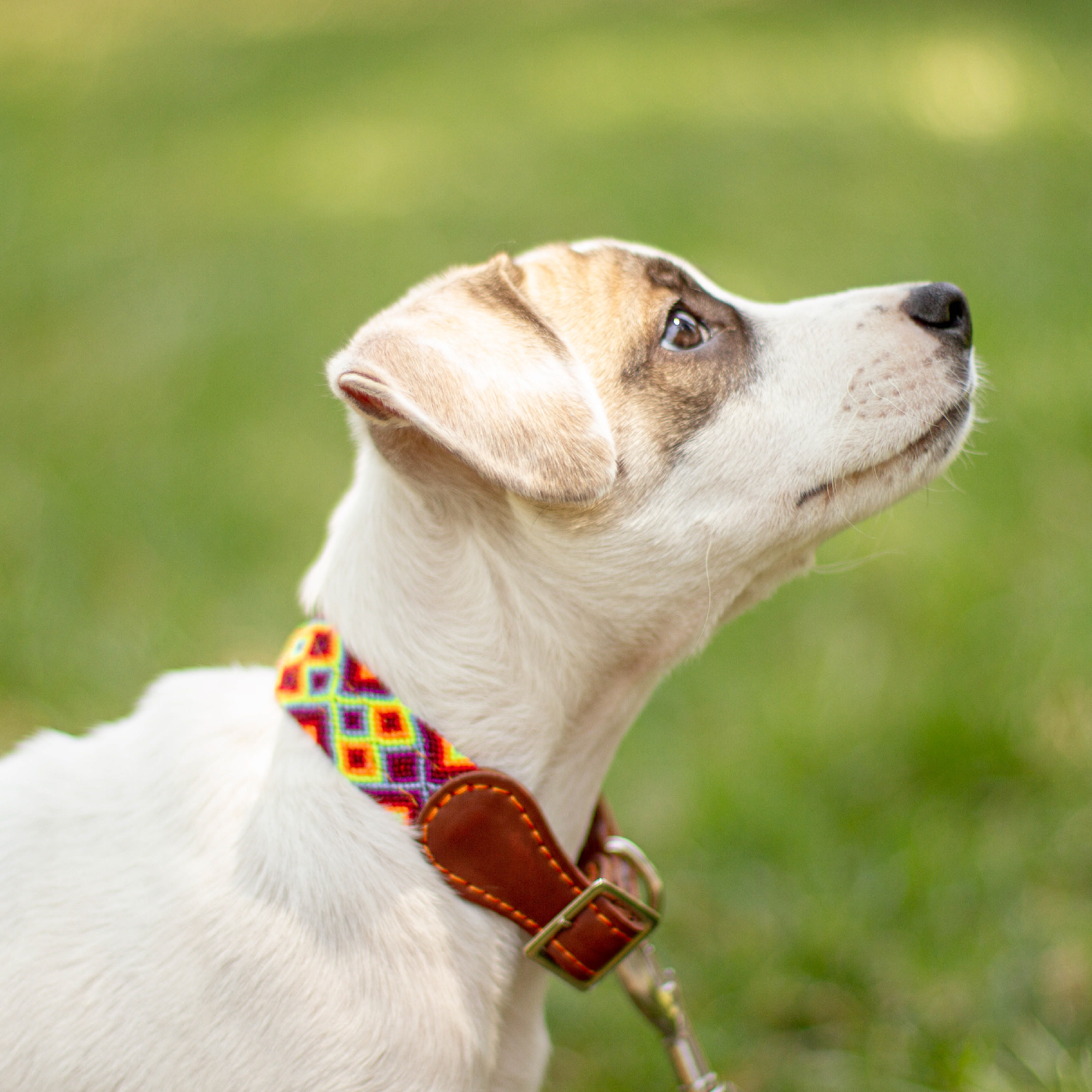 Moots Root Hand-Knitted Leather Pet Collar Red Small