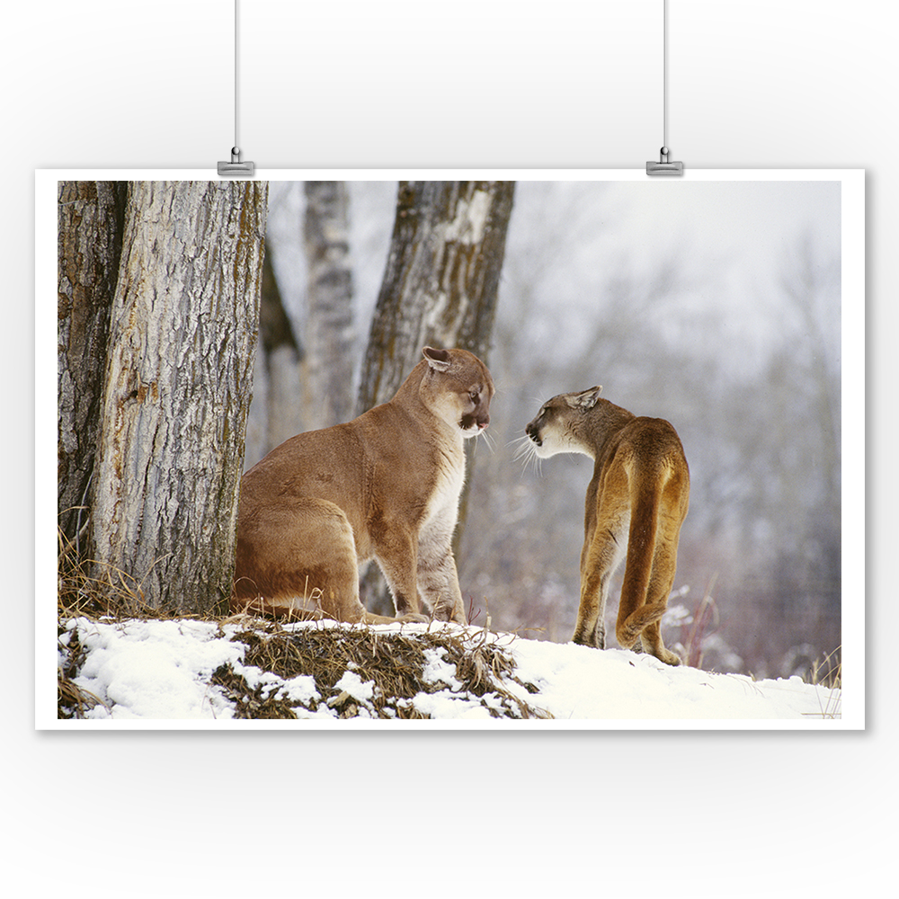 Cougars in Snow Lantern Press Photography (James T. Jones) (9x12 Art