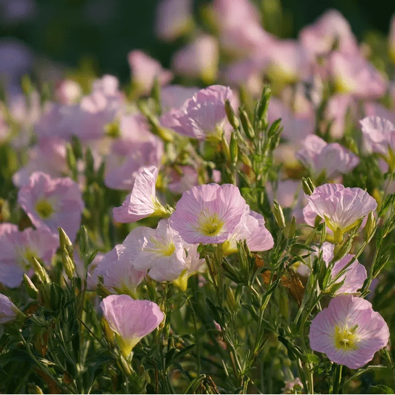 500 Seeds Showy Evening Primrose for Planting, Pink Fragrant Blooms Plant, Easy to Grow for Garden