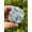 Blue Calcite, variant on Large Blue Calcite Rough Natural Stone, Raw Calcite Rock (Blue Calcite, 1 piece)