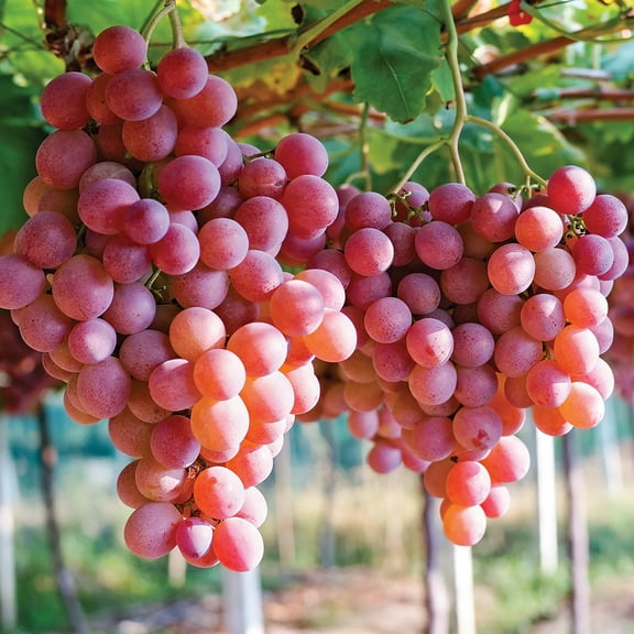 Van Zyverden Grapes Einset Seedless Set of 1 Plant White Full Sun Fruiting 2 lbs