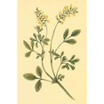 thumbnail image 2 of Yellow Melilot and Sweet Clover Poster Print by  PI Collection (12 x 18), 2 of 2
