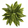 thumbnail image 2 of Nearly Natural Green 19" Tradescantia Artificial Plant (Real Touch) (Set of 6), 2 of 2