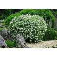 thumbnail image 2 of Gardenia Dwarf Radicans  2 Large Gallon Size Plants  Fragrant Blooming Shrub  Gardenia Jasminoides Cape Jasmine, 2 of 9