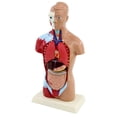 thumbnail image 4 of Modelo de anatomía del torso humano de 27 cm, esqueleto de tamaño real para, 4 of 6