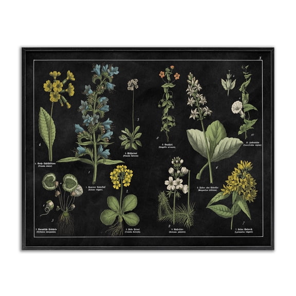 Stupell Industries Shabby Chic Antique Wild Flower Chart Black Framed Giclee Art, 14 x 11, by Wild Apple Portfolio