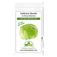 thumbnail image 2 of 1200+ Batavian Iceberg Lettuce Seeds | Non-GMO Vegetable Lettuce Seeds USA, 2 of 3