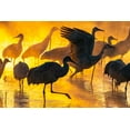 thumbnail image 2 of Jaynes Gallery 18x13 White Modern Wood Framed Museum Art Print Titled - USA-New Mexico-Bernardo Wildlife Management Area-Sandhill cranes in water on foggy sunrise, 2 of 4