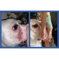 thumbnail image 2 of Squishface Wrinkle Wipes for Dog Wrinkles, Tear Stains, Tail Pockets, 2 of 9