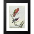 thumbnail image 2 of Aert Schouman 11x14 Black Modern Framed Museum Art Print Titled - Two Birds, Including a Red -Green Parrot (1720 - 1792), 2 of 5