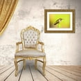 thumbnail image 3 of Lord, Fred 32x23 Gold Ornate Wood Framed with Double Matting Museum Art Print Titled - Costa Rica, Rio Savegre Scintillant hummingbird, 3 of 4