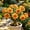 c, variant on Desert Rose-Easy Grow-Low Maintenance-Ideal for Beds Borders,Plant Pots & Planters