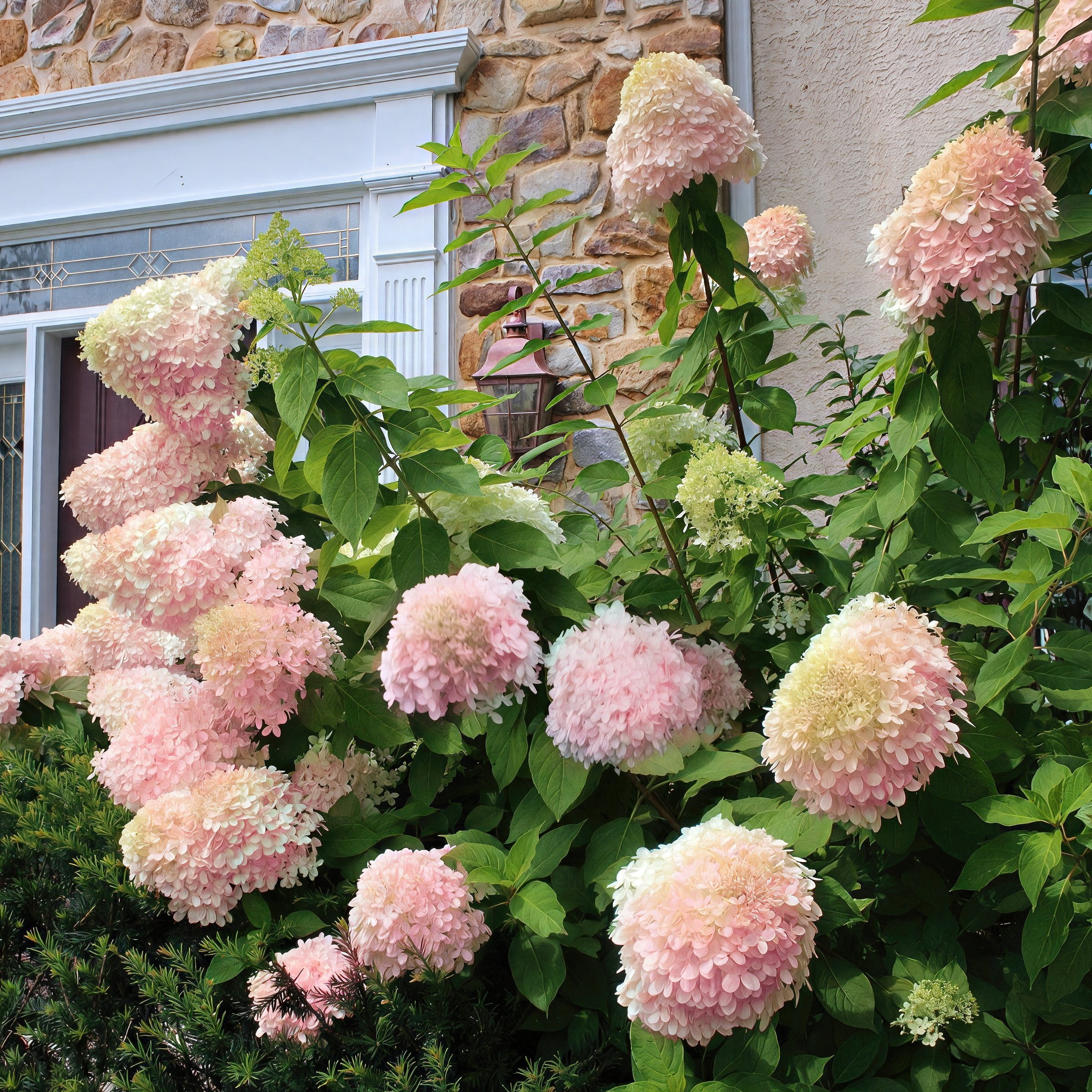 National Plant Network 2 gal Live Tree Hydrangea 'Limelight'