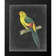 thumbnail image 2 of Vision Studio 12x14 Black Modern Framed Museum Art Print Titled - Dramatic Parrots VI, 2 of 5