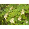 thumbnail image 5 of 40 White OAK LEAF HYDRANGEA Quercifolia Shrub Flower Seeds, 5 of 5
