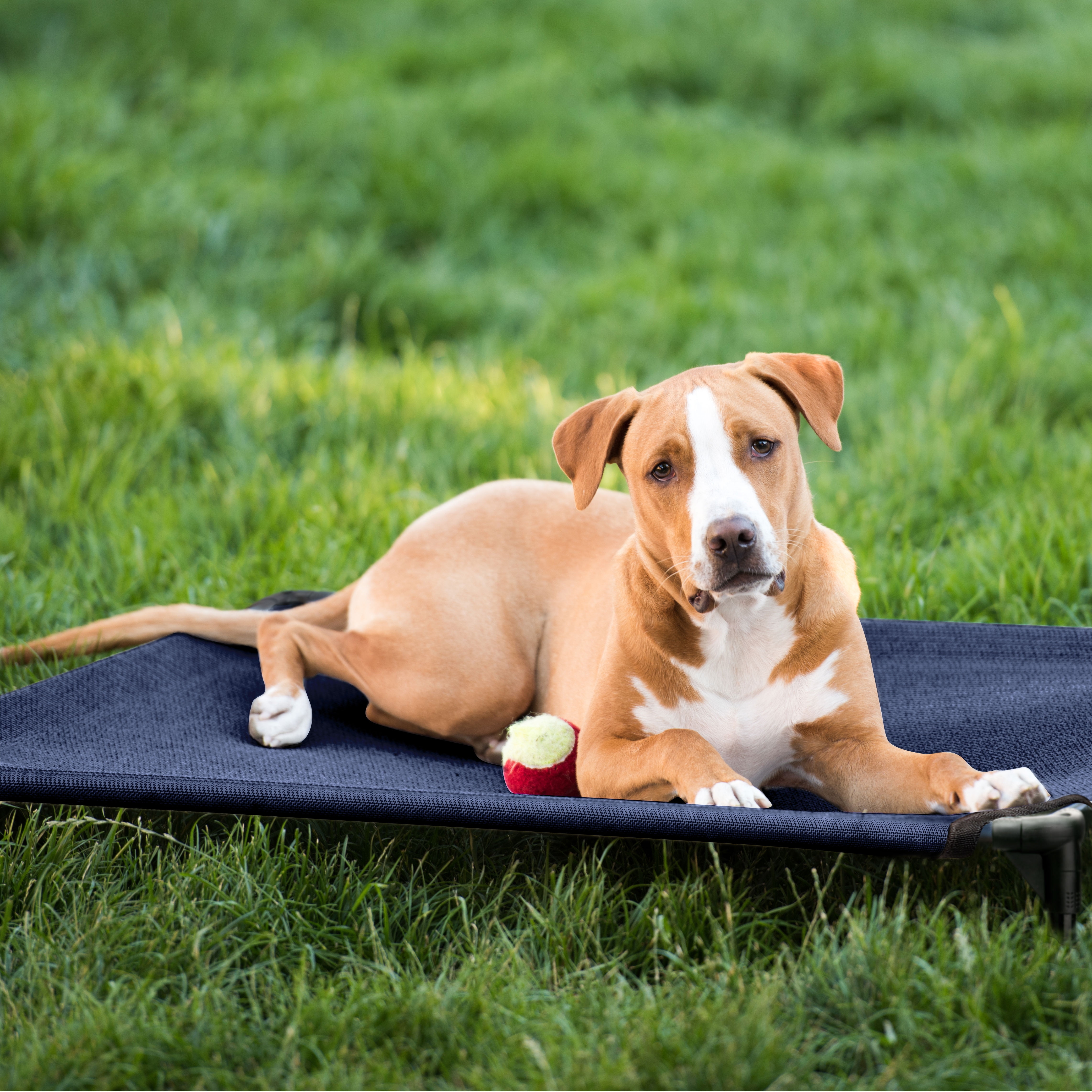 Veehoo Cooling Elevated Dog Bed, Portable Raised Pet Cot with Washable Mesh, Large, Blue