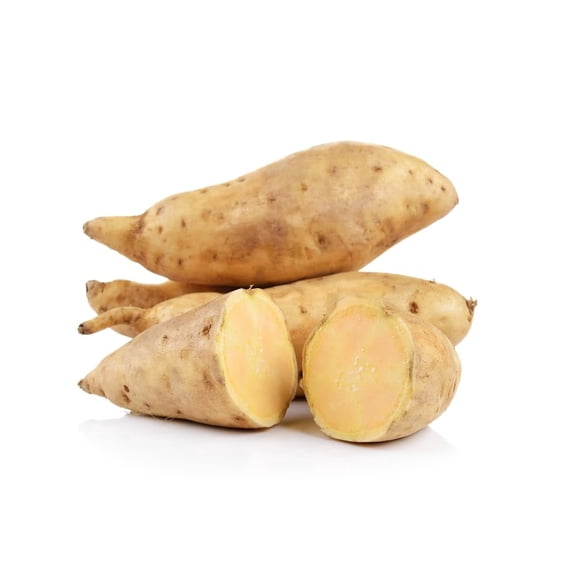White Sweet Potato Slips for Planting - Grow Your Own Tasty Sweet Potatos (3 Slips)