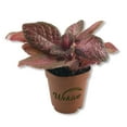 thumbnail image 2 of Purple Rain Episcia - 2 Live Starter Plants in 2 Inch Pots - Beautiful Indoor Air Purifying Plant Flame Violets, 2 of 6